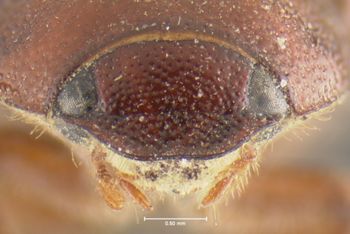 Media type: image;   Entomology 24792 Aspect: head frontal view